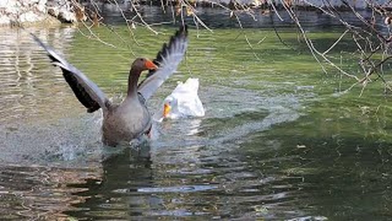 Goose 🪿 and Ducks Having Great Fun Together ❤️