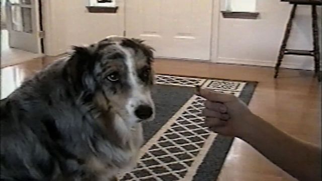 Smart Collie Won't Take Treats From Mailman