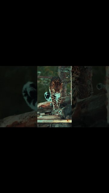 Grace alone 💚🐆