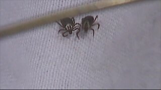 Tips for keeping ticks away