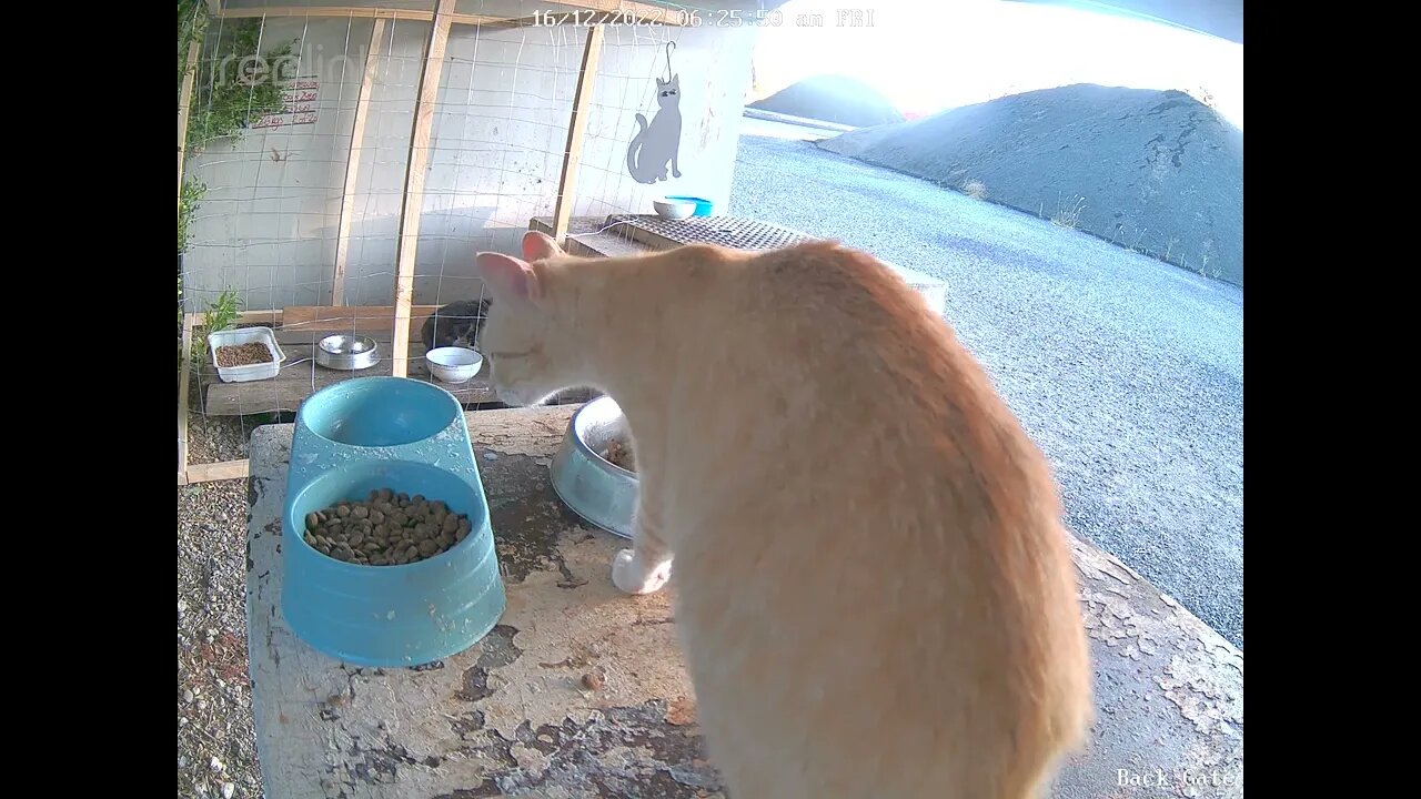 Mother & 3 kittens snack time