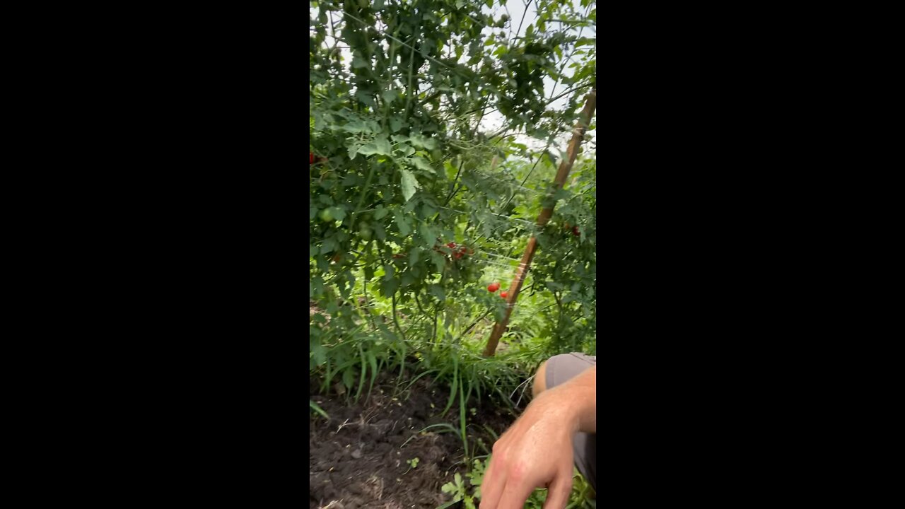 Grape tomatoes!