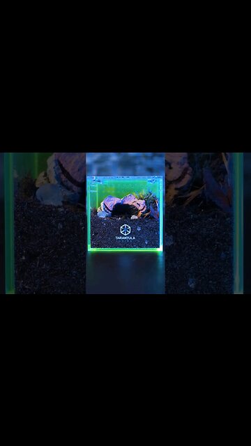 Tarantula Collective CRIB ENCLOSURE!