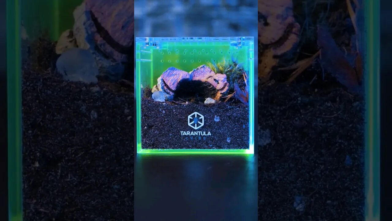 Tarantula Collective CRIB ENCLOSURE!