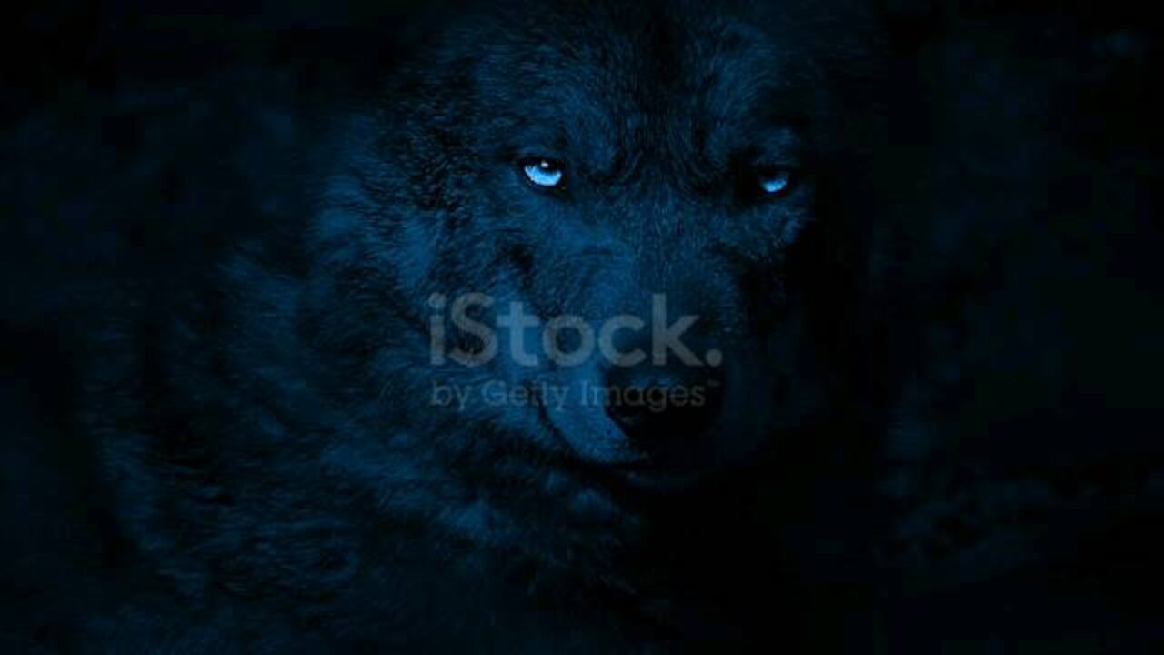 Wolf in the dark