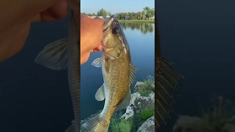 Bass on the Shakey head rig