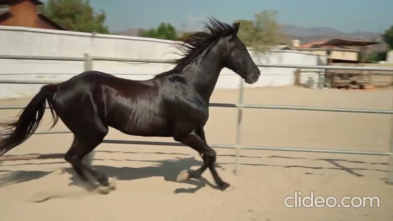 corrida de cavalos completo