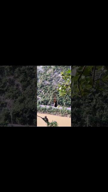 Most Amazing and trending video||relaxing your mind||trendig videos|| #shorts #trending #viral #live