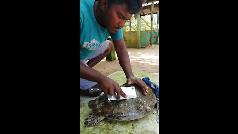 Rescue Sea Turtle , Removing Barnacles From Poor Sea Turtle