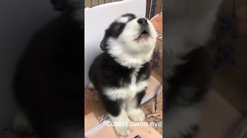 "Cute Baby Husky Howling | #Shorts"