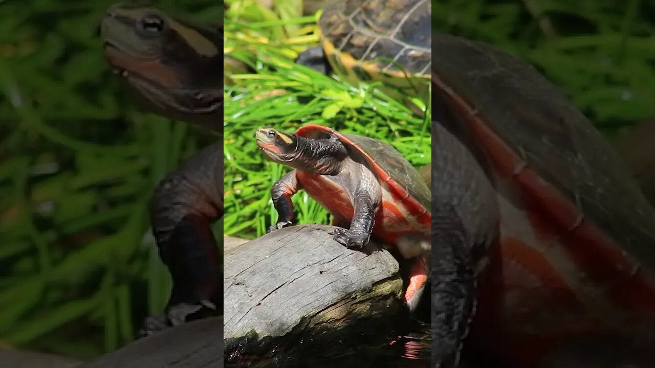 SUPER beautiful pink bellied side neck turtle ||cute turtle sitting on a log|| #shorts