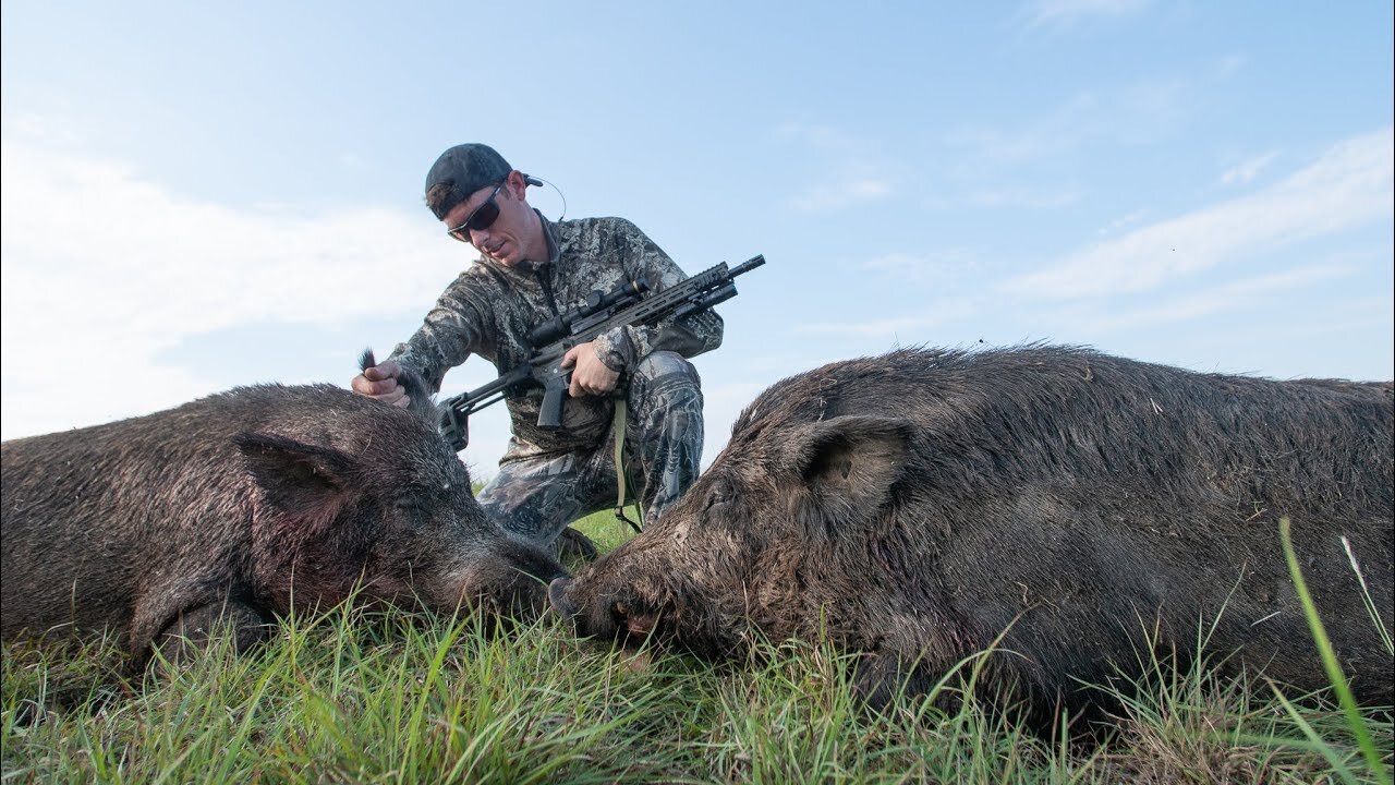 Hunting HUGE Hogs on Farm Land