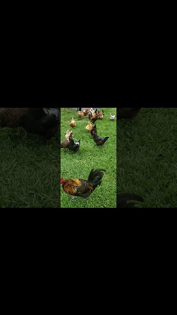 Breaking Cover When The Rain Stops #homesteading #chickens #chickenlife