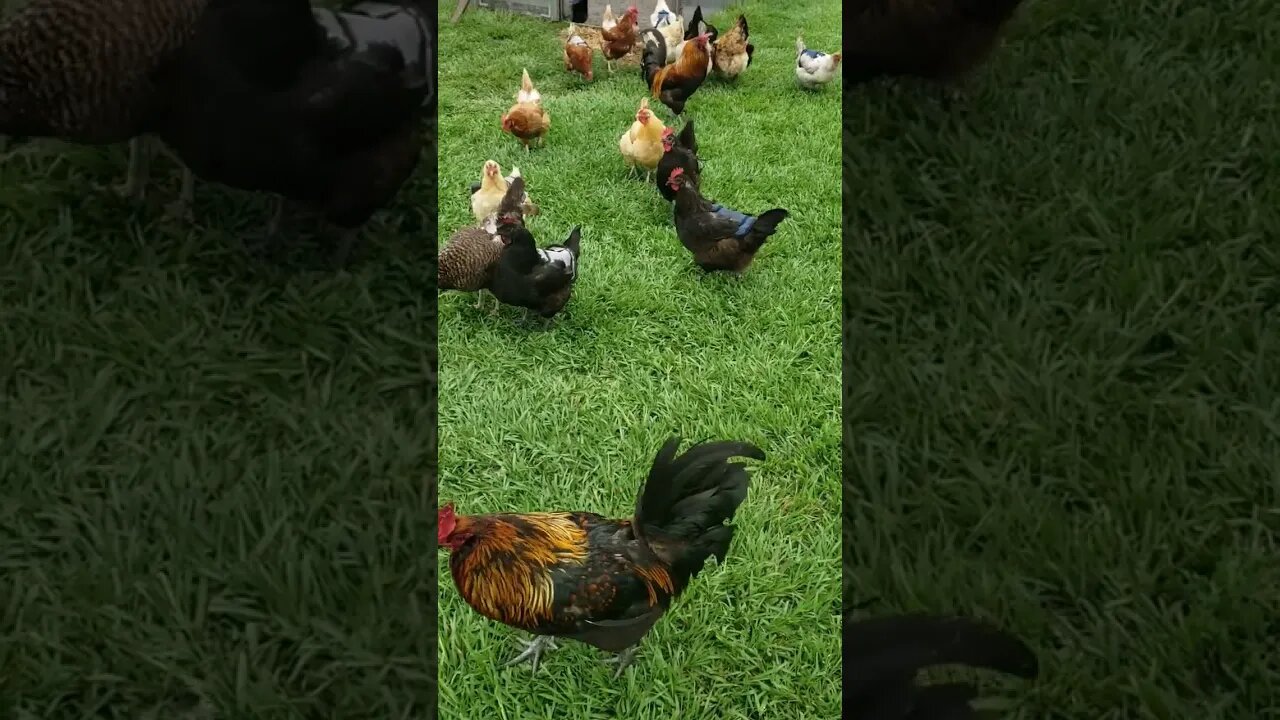 Breaking Cover When The Rain Stops #homesteading #chickens #chickenlife