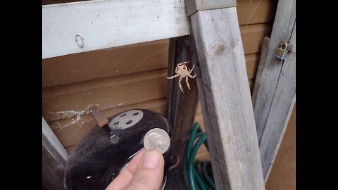 Spider Building Web