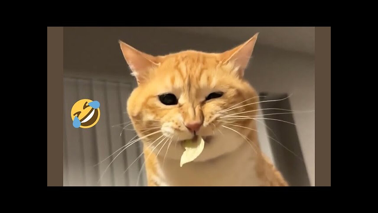 Funny Dogs and Cats 😹🐶 Hilarious animal videos 2023