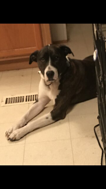 Hello neighbor dogs!!!