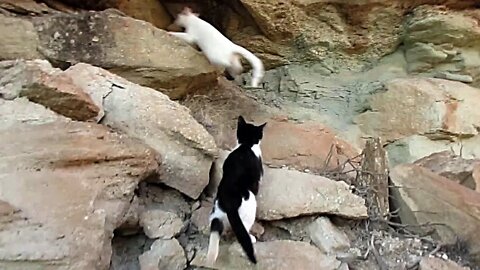 Our Cats #95 #shorts – Cats Chase Each Other Around Cliffs