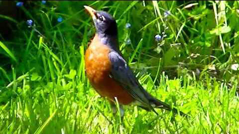 IECV NV #373 - 👀 American Robin Exploring The Backyard 🐦5-29-2017