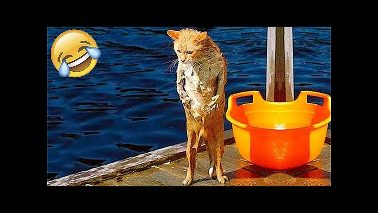 World Best Funniest🤣Cat vs animal vs Kid 🤼♂️ Entertainment Don't Try Laughing 🤣 2024 clips 🫡