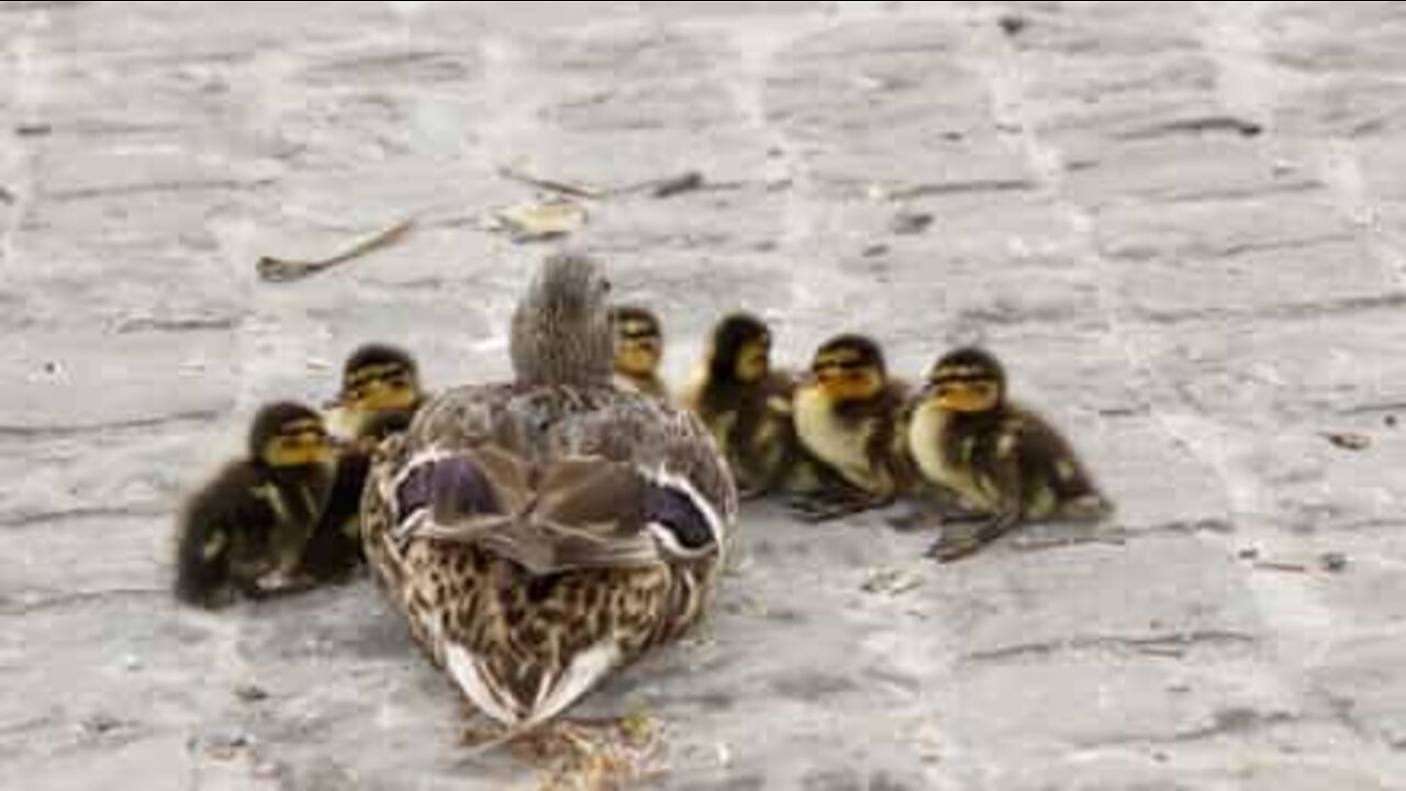 Família de patos causa acidente em estrada na Rússia