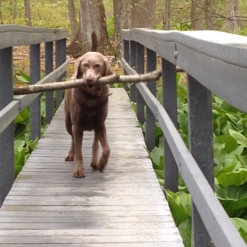 A Dog Figures Out How To Get His Stick Across A Bridge