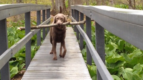 A Dog Figures Out How To Get His Stick Across A Bridge