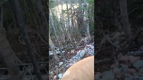 walk with the puppy