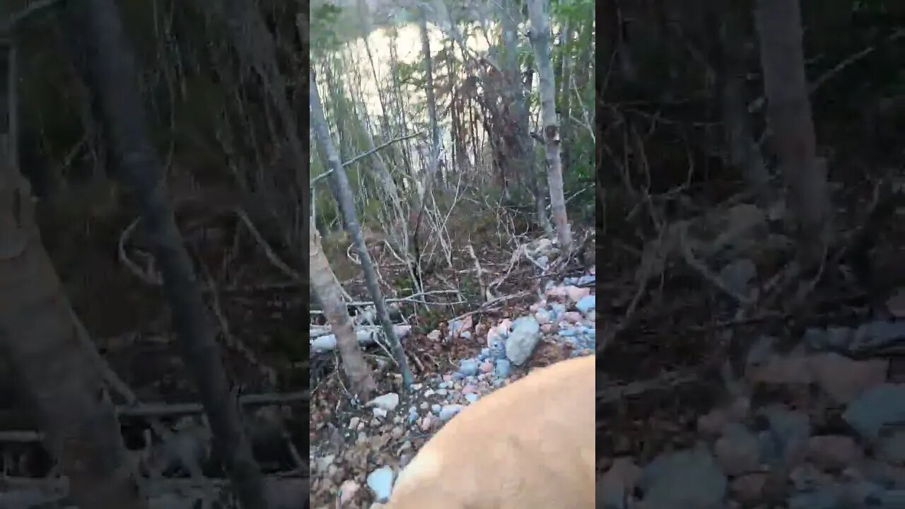 walk with the puppy