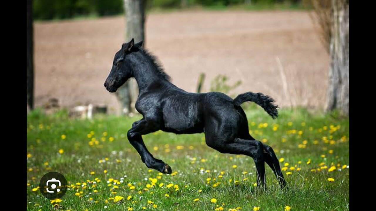 black horse