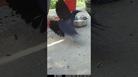 The Grackle Takes The Cat Food And Then... 🐦