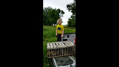 Pheasant release