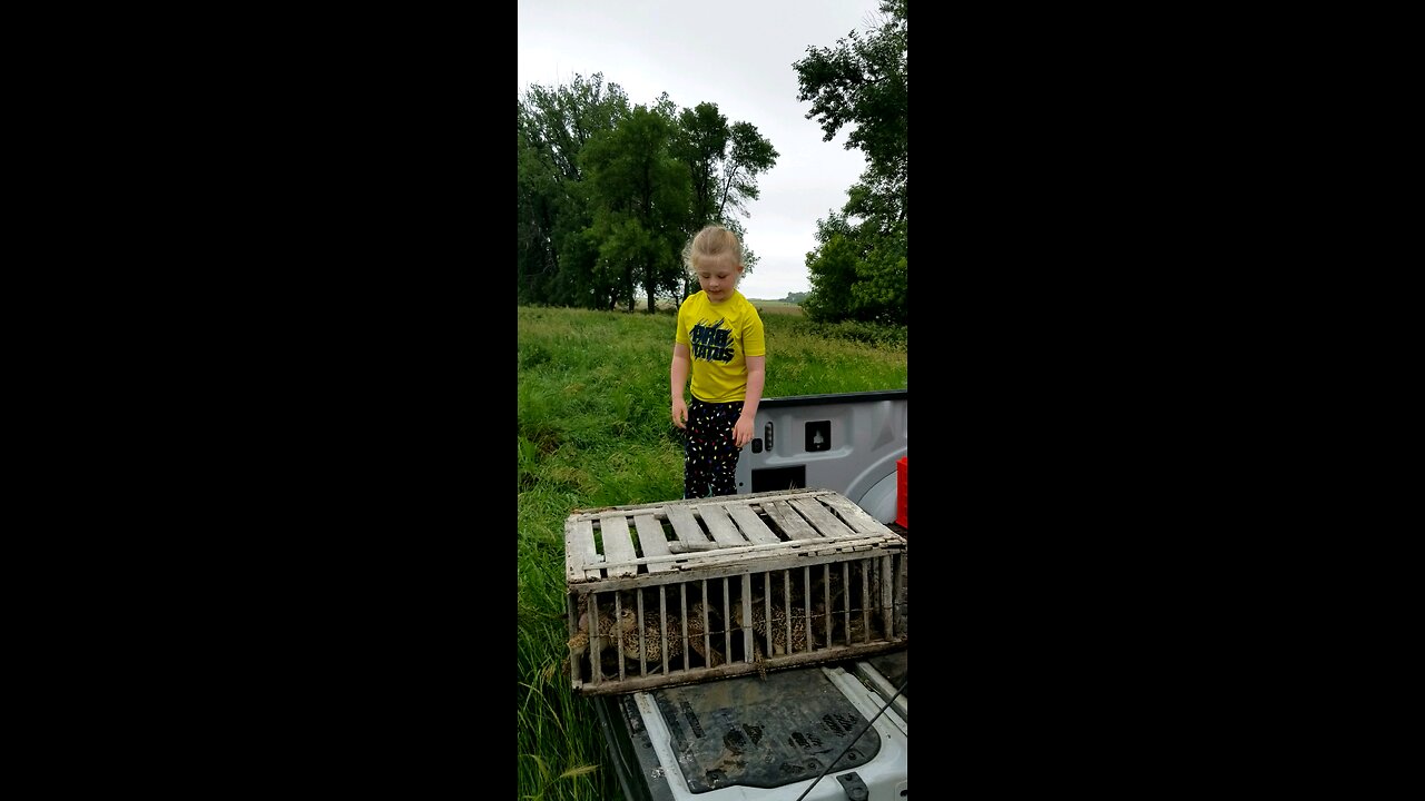 Pheasant release