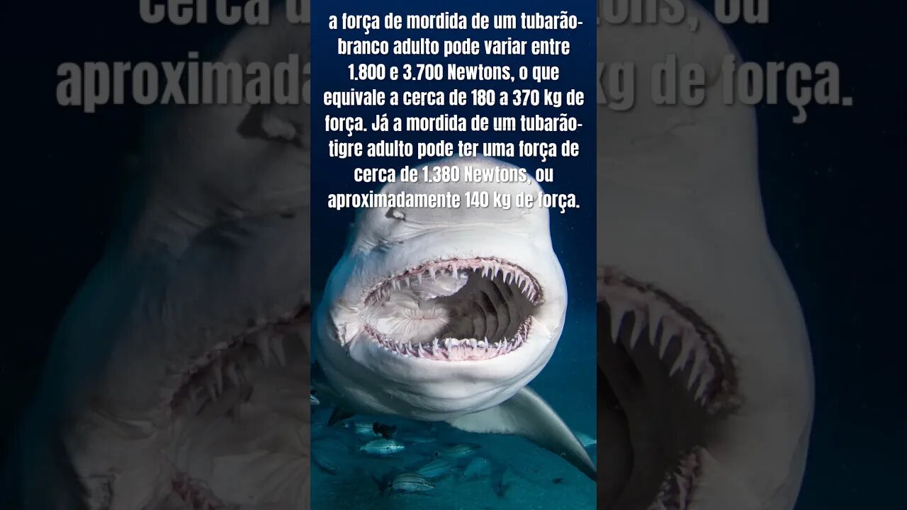 A mordida de um tubarao