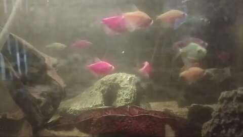 Ikan Hias