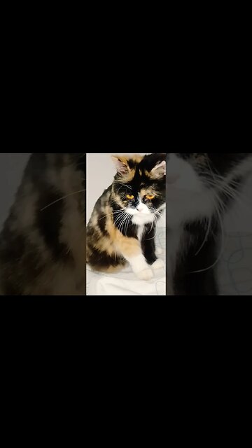 Crazy Kya Reh - Cute Cat Video Cat Giving Birth #10january #2023 #cats #cutecat #leoπ€π€∆∆€€€