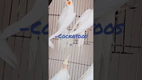 -Cockatoos-