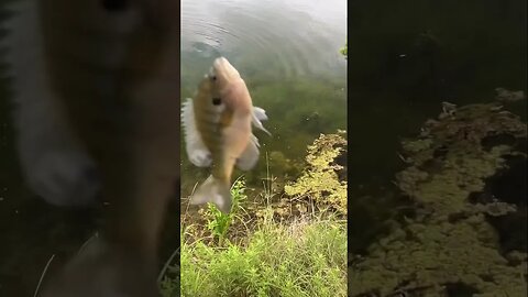 Bluegill love our Wax Worms! Fish them weightless when they are picky or pressured. #fishing #shorts