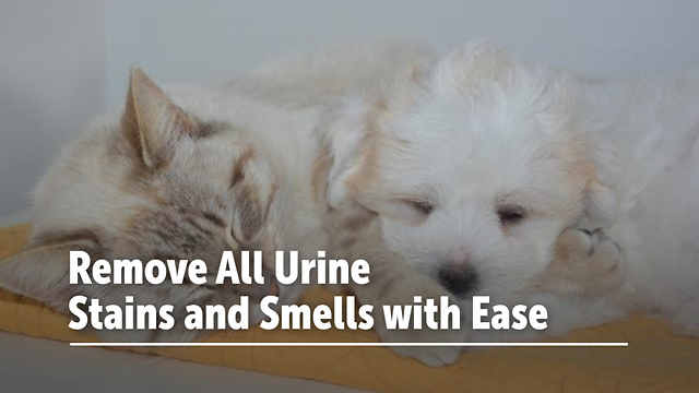Remove All Urine Stains and Smells with Ease