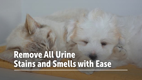Remove All Urine Stains and Smells with Ease