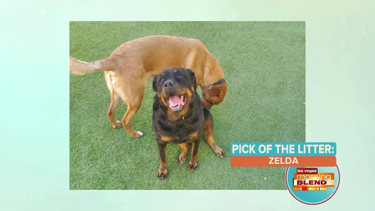 Pick of the Litter: Meet Zelda!