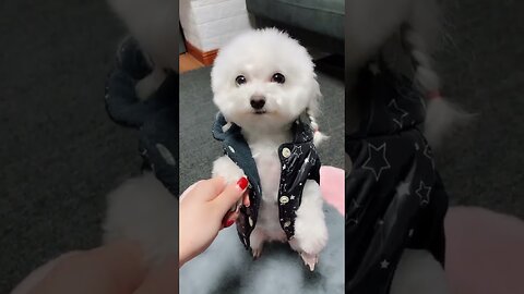 So Cute Poodle Bichon Frise | Very Adorable Cute Dogs 🥰🥰🥰🥰🥰 | Tik Tok | Daily Funny Pets