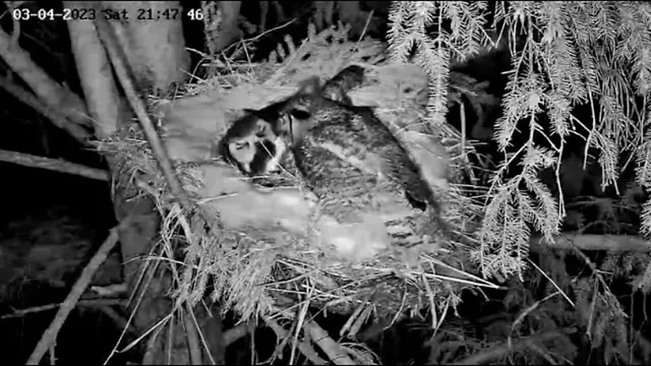 Albert makes Another Delivery 🦉 03/04/23 21:47