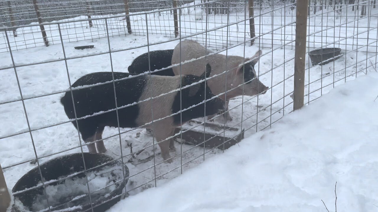 Pig Barn Pig Pen Tour | How To Build A Pig Pen