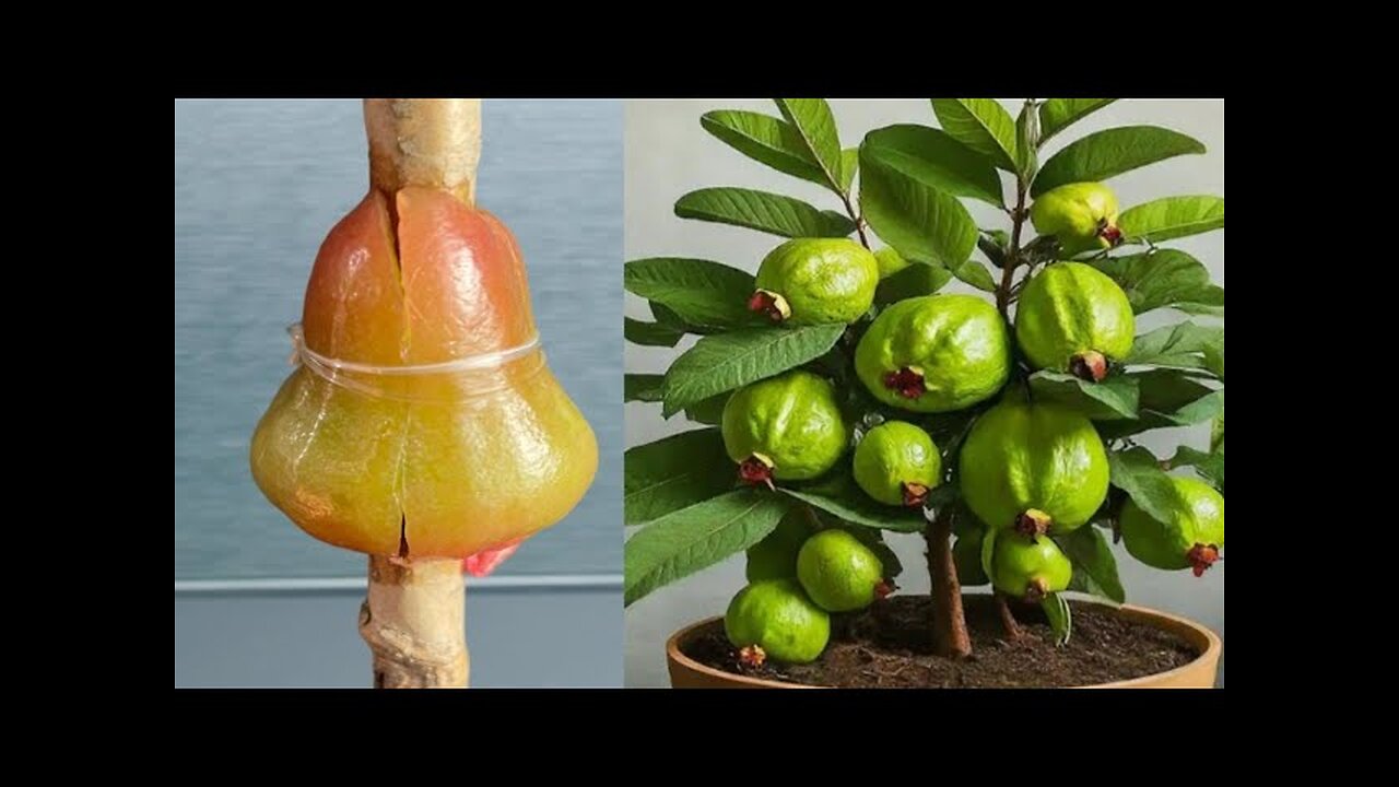 Air-layering On Guava Tree - Using Water Apple - Organic Rooting Hormone. @Indulovenature