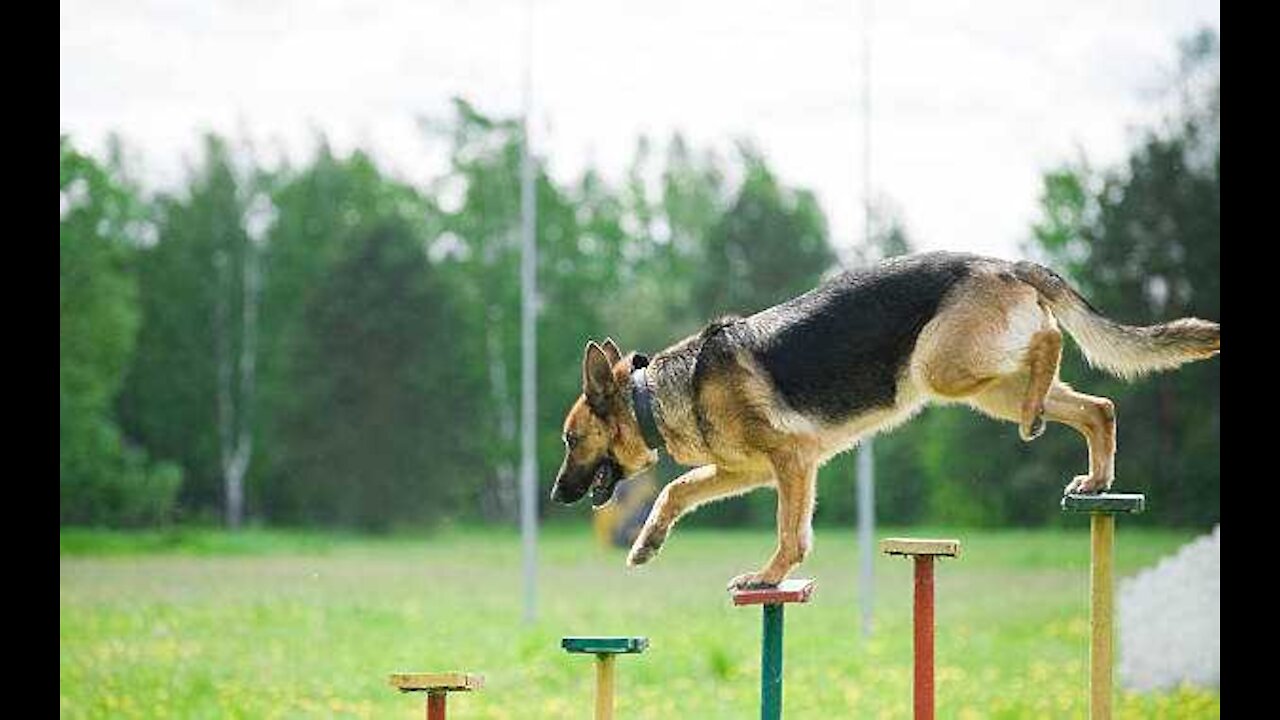 Dog training _10 essential commands