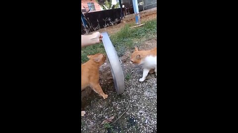 Cat funny video