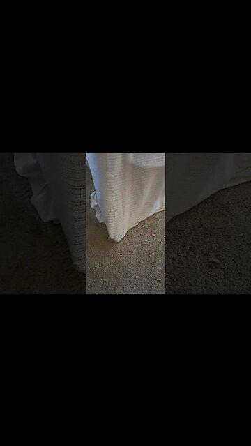 GHOST CAUGHT ON CAM (kitty in a blanket)