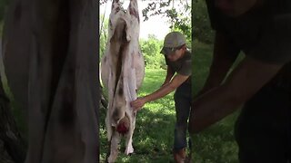 butchering a sheep in 1 minute #shorts #farmboy