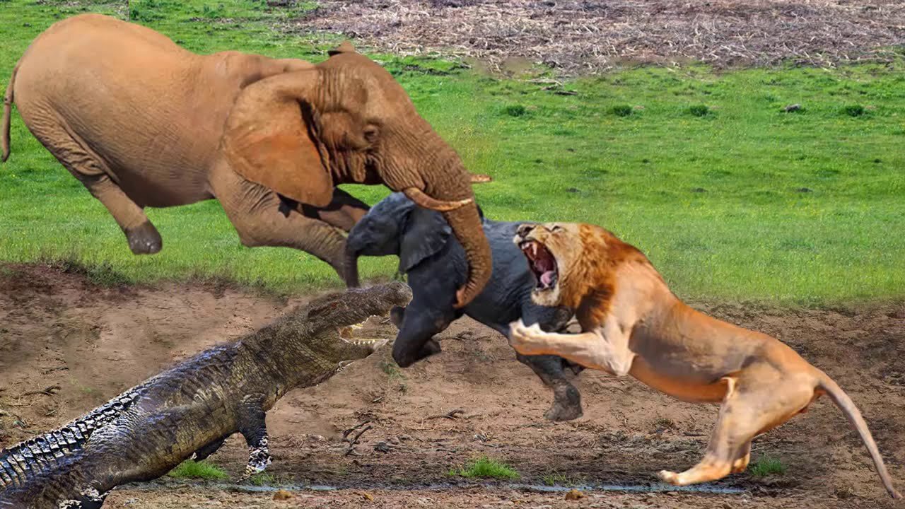 Elephant Save Baby From Crocodile and Lion Hyena vs Lion, Buffalo, Wildebeest, Crocodile, Snake